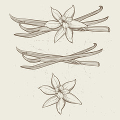 Vanilla pods and flowers