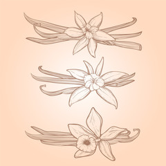 Vanilla pods and flowers