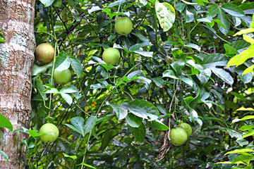 Vine of passion fruit (Passiflora) plant with ripening fruits in a organic vegetable field in Kerala, India