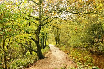 A Colourful Autumn Landscape.