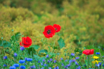 Obraz premium Beautiful red poppy with other flowers