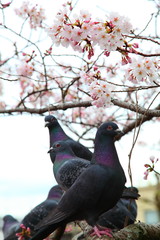 鳩と桜