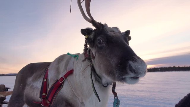 SLOW MOTION CLOSE UP: Reindeer pulled sleigh in silent Lappish nature. Wooden sled and arctic deer in beautiful Nordic landscape. Reindeer sledge safari in stunning winter wonderland, Lapland, Finland