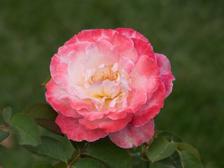 Obraz premium Close Up Perfect Rose in a raining day
