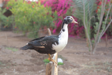 Funny Duck Standing on an Edge