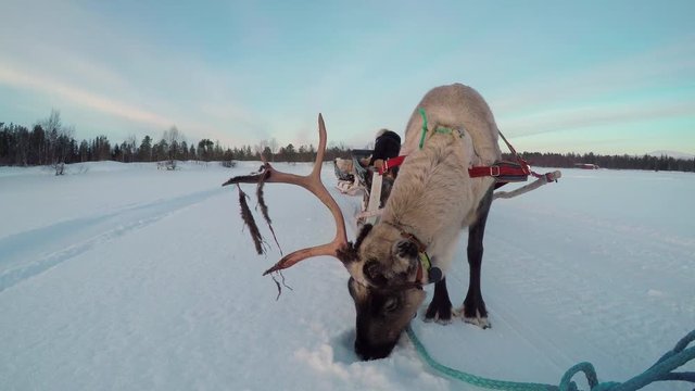 CLOSE UP: Cute polar reindeer pulling traditional Lappish sleigh across wintry countryside with forest in background. Girl sledding across white snowy field. Caribou deer pulling sled in Finland