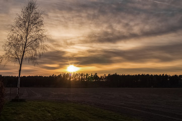 Birke, Feld und Wald im Sonnenuntergang