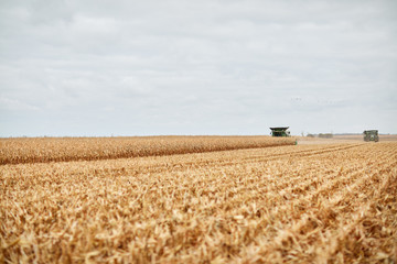 Fototapeta premium Two combine harvesters harvesting maize
