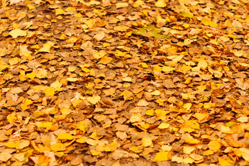 Yellow autumn leaves in public park background