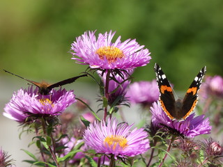 Schmetterlinge auf Herbstastern 