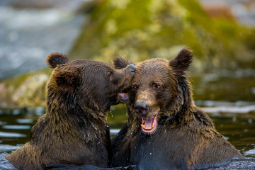 Orso grizzly della costa che pesca salmoni in Canada o Alaska