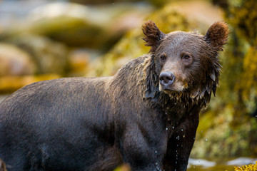Orso grizzly della costa che pesca salmoni in Canada o Alaska