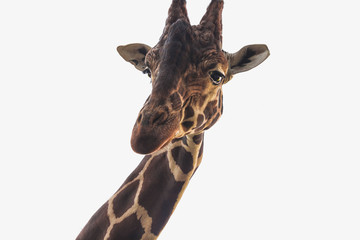 giraffe