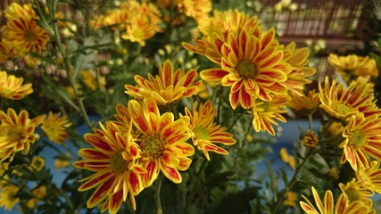 菊