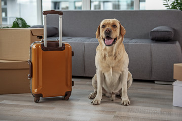 Cheerful dog locating near baggage at home