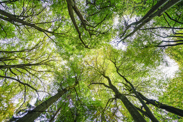 Fototapeta premium forest
