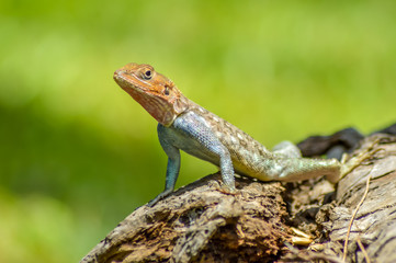 Lizard of all colors on a trunk in a garden