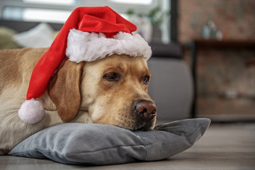 Calm dog resting on cushion