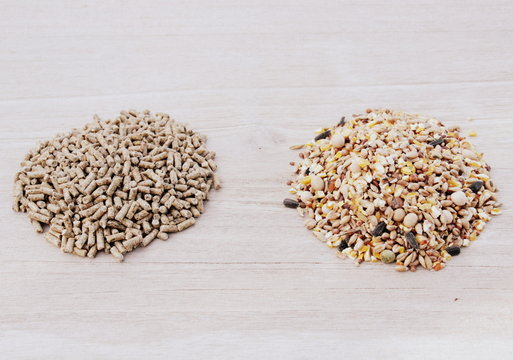 tas de granul&eacute;s et c&eacute;r&eacute;ales,aliment pour poule