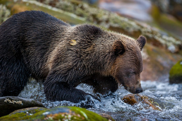 Orso grizzly della costa che pesca salmoni in Canada o Alaska - 179427748