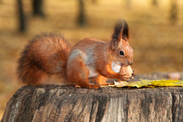 Red squirrel keeping a nut