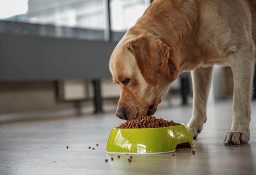 Fototapeta Serene dog tasting delicious meal