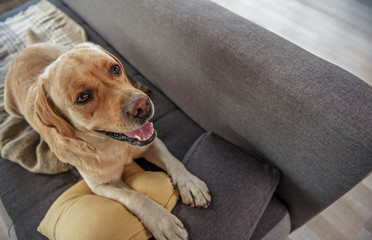 Cheerful labrador lying on cozy sofa