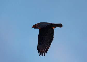 Red-tailed hawk in the beautiful sunset light, seen in the wild near the San Francisco Bay