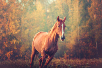 Portrait of red horse runs on the trees background in autumn