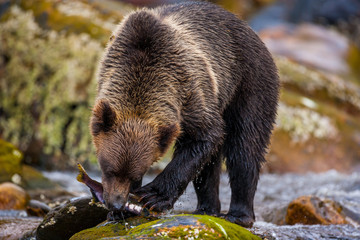 Orso grizzly della costa che pesca salmoni in Canada o Alaska