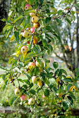 Red apples growing on tree.