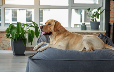 Big Dog On Couch Stock Photos And Royalty Free Images Vectors And