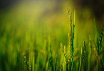 Close up paddy rice field with ray of lights on green background.