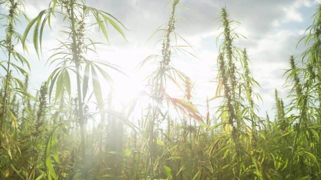 SLOW MOTION Sun shining trough narcotic marijuana plants in agricultural field outdoors. Medicinal cannabis field cultivation. Illegal narco weed plantation growing outdoors under the sun. Pot farming