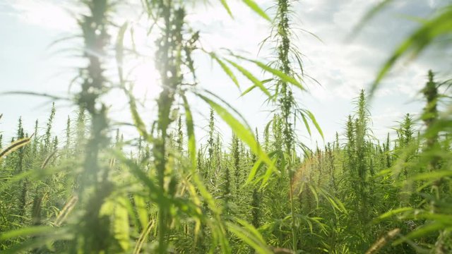 Slow motion sun shining trough narcotic marijuana plants in agricultural field outdoors