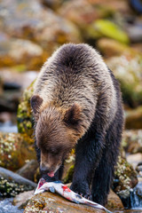 Orso grizzly della costa che pesca salmoni in Canada o Alaska