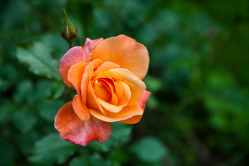 Salmon pink rose