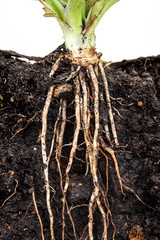 roots of parsley under the soil