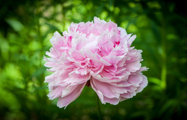 Head of a pink peony flower "Sarah Bernhardt". © Nika V.