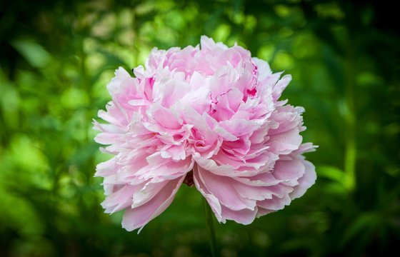 Fototapeta Head of a pink peony flower "Sarah Bernhardt".