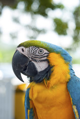 Beautiful blue parrot.