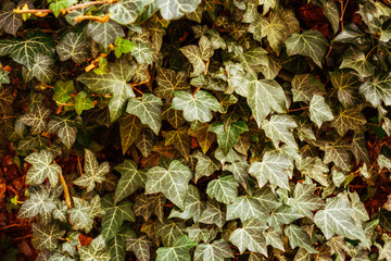 ivy wall texture in vintage colors