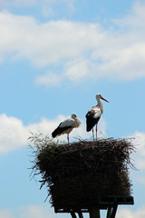 Fototapeta premium Storks on a breeding nest in the Netherlands
