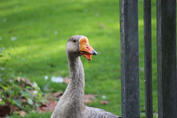 Grey  goose in public park