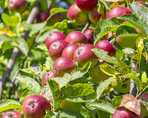 red apples on tree