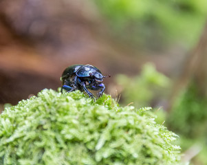blue dung beetle