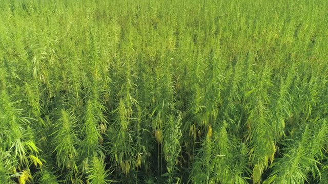 AERIAL: Narcotic cannabis plants growing in endless marijuana plantation outdoors. Large narco fields of illegal marijuana drug growing under sun. Medicinal and recreational hemp plants cultivation