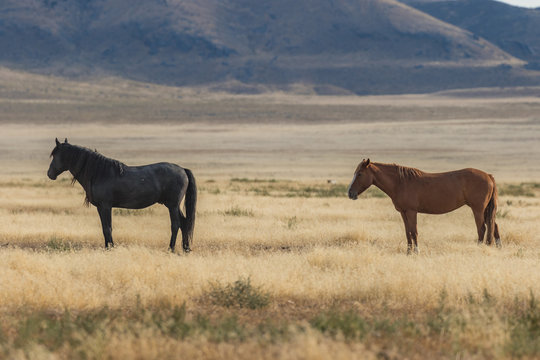 Herd of Wild Horses (mustangs) in the Utah Desert