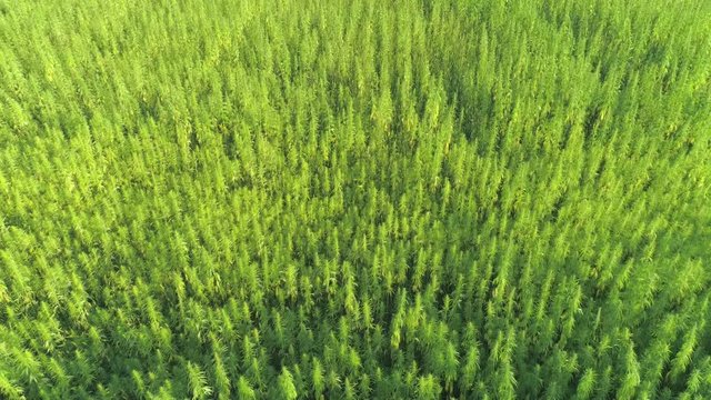 AERIAL: Narcotic cannabis plants growing in endless marijuana plantation outdoors. Large narco fields of illegal marijuana drug growing under sun. Medicinal and recreational hemp plants cultivation
