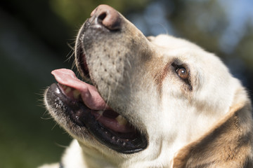 Dog, Labrador Retriever 